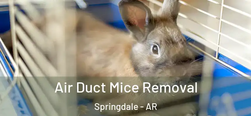  Air Duct Mice Removal Springdale - AR